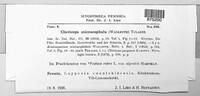 Claviceps purpurea image